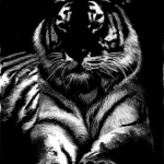 White tiger on a black background.